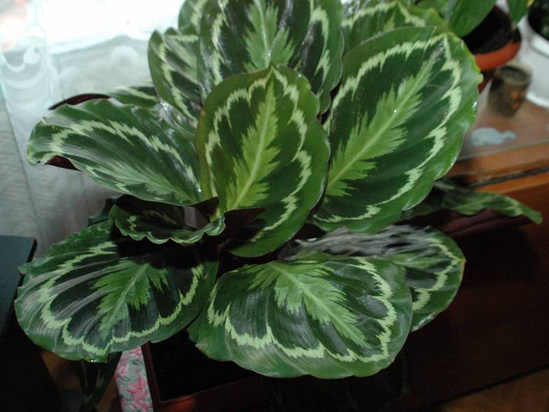 Pelbagai Calathea