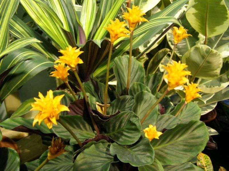 Tumbuh calathea di rumah