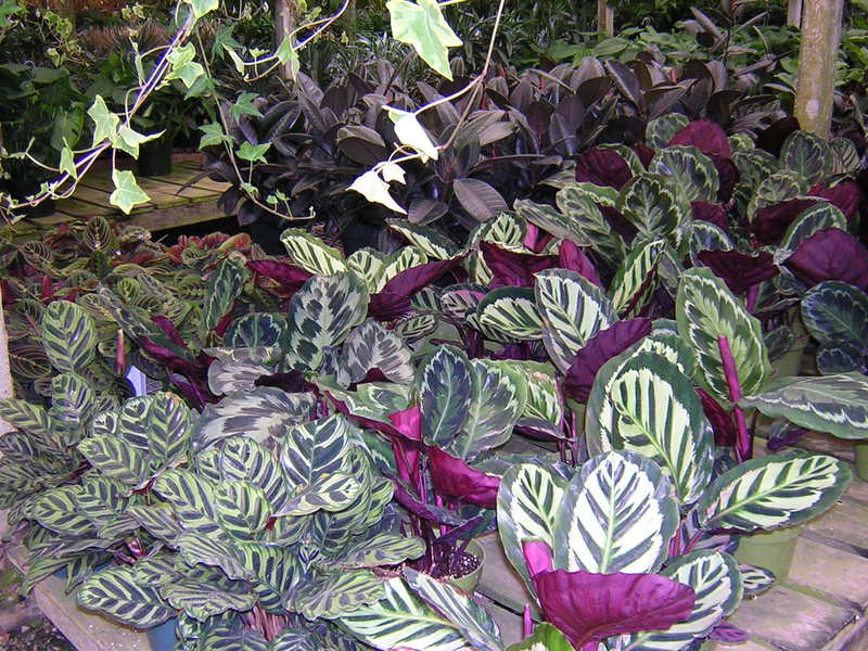 Calathea tergolong dalam keluarga anak panah