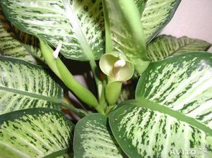 Dieffenbachia di rumah