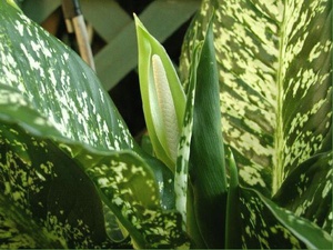 Penyakit Dieffenbachia