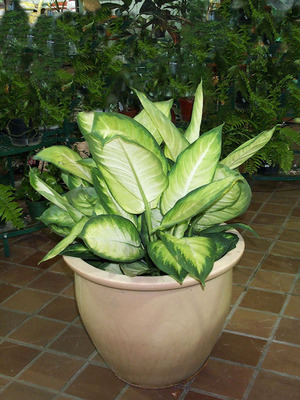 Cara merawat dieffenbachia