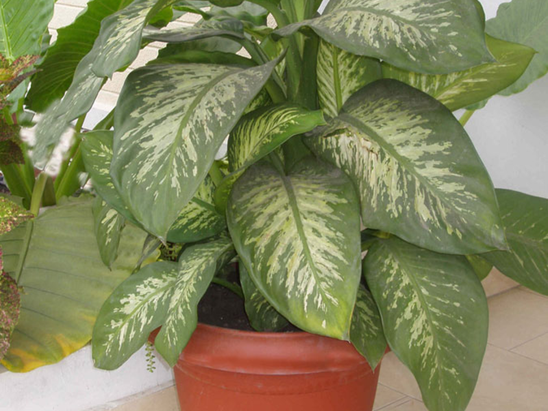 Dieffenbachia melihat