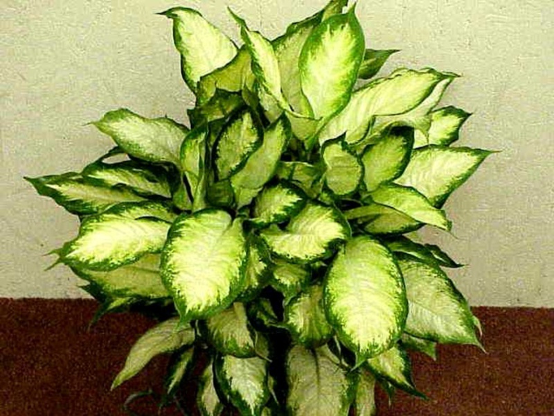 Peraturan pemindahan Dieffenbachia