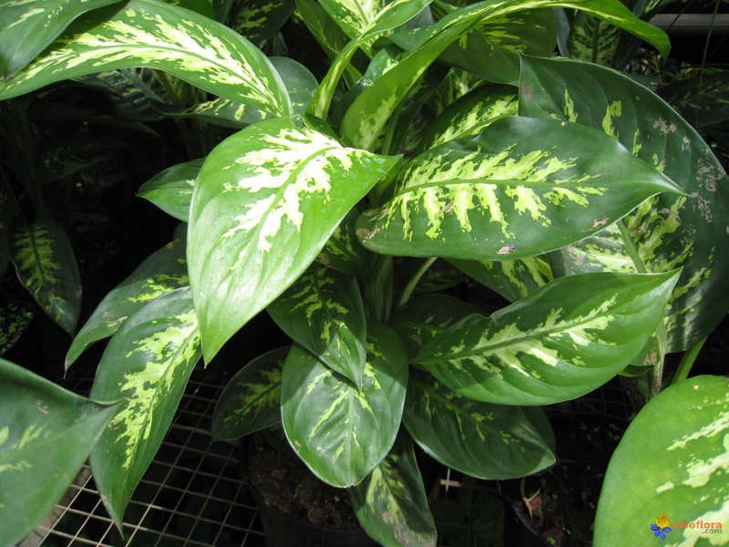 Saiz bunga Dieffenbachia