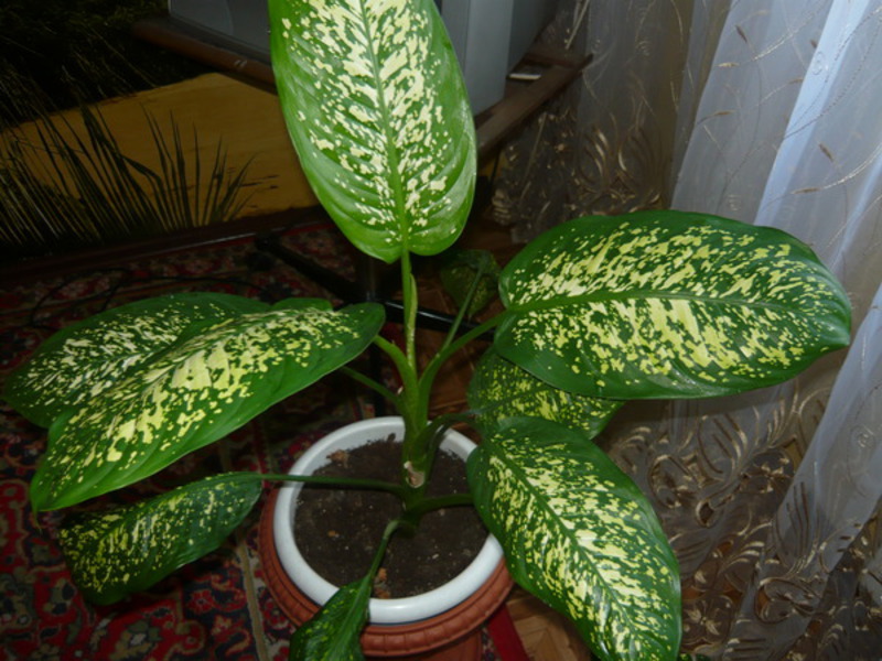 Ketinggian bunga Dieffenbachia