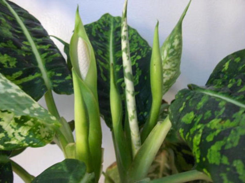 Bunga Dieffenbachia