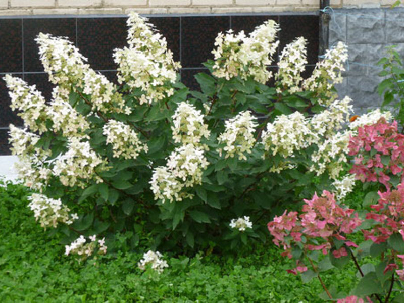 Hydrangea paniculata di kebun