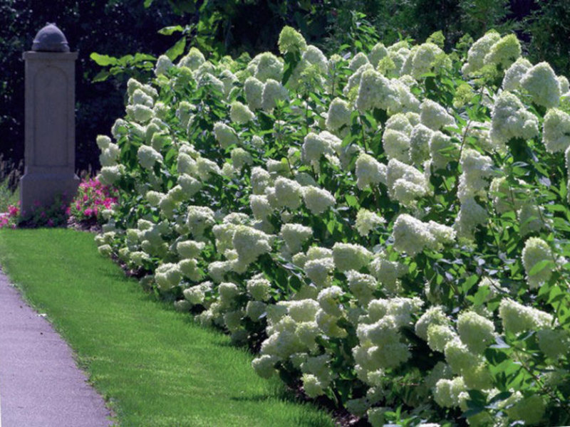 Hidrangea panikel