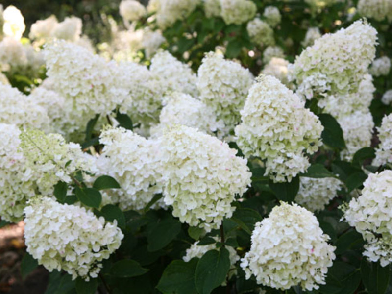 Bunga Hydrangea dan keterangannya