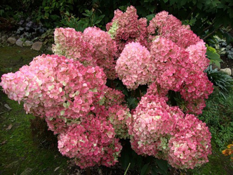 Hidrangea paniculata berbunga