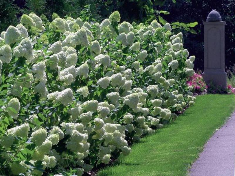 Menggunakan hidrangea paniculata