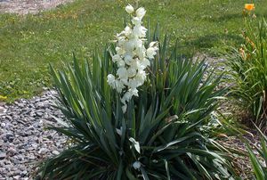 Tumbuhan filamen Yucca