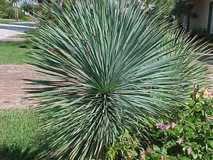 Loji Yucca