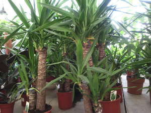 Penjagaan Yucca