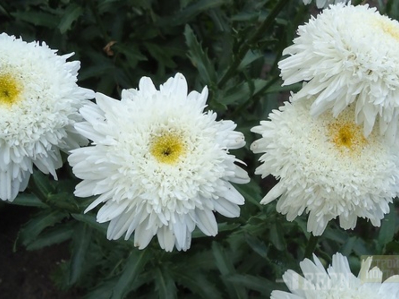 Nivyanik, chamomile taman