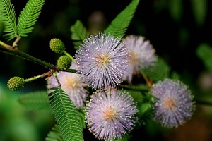 Tumbuh mimosa di rumah