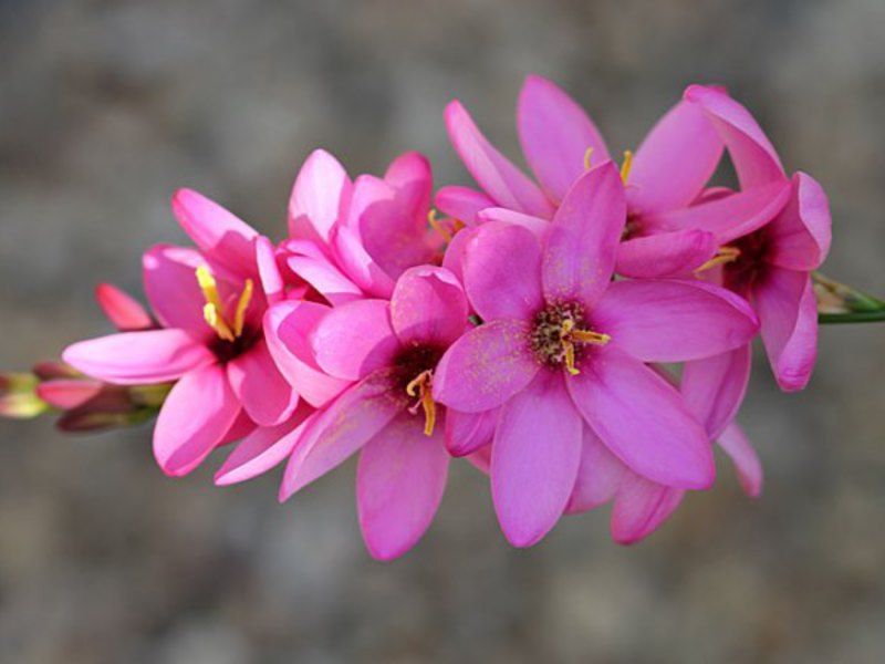 Ixia hybrid pink boleh digabungkan dengan bunga lain, misalnya, dengan gladioli.