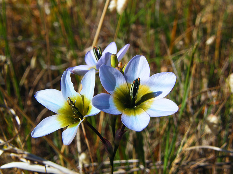 Hibrid biru Ixia di rumput - kelembutan dan kehalusan.