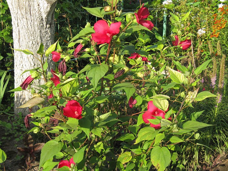 Bunga raya merah taman adalah pokok renek dengan bunga terang.