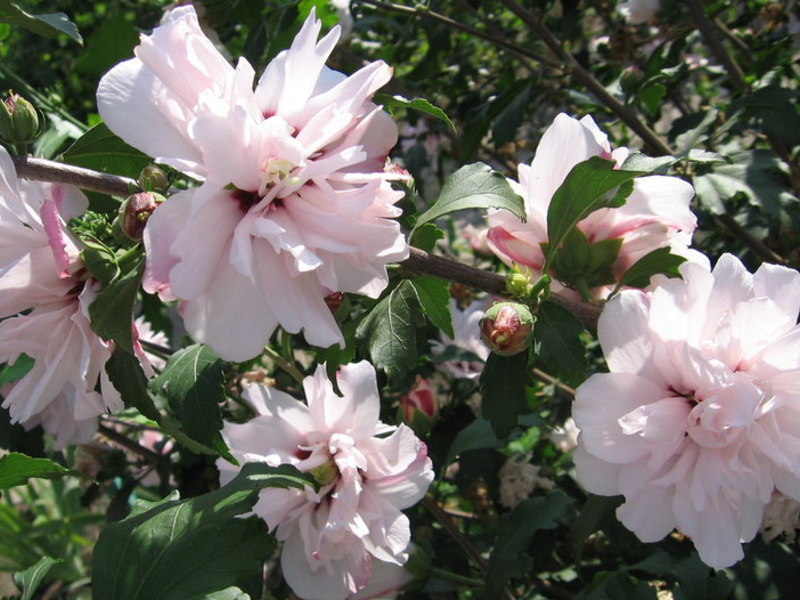 Hibiscus Syria Lady Stanley adalah salah satu jenis yang paling mewah.