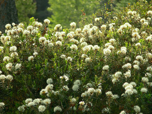 Rosemary Marsh tumbuh di hutan dan di sepanjang tebing sungai.