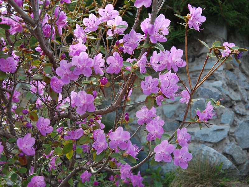 Mawar rosemary adalah pelbagai yang terdapat di Siberia dan Altai.