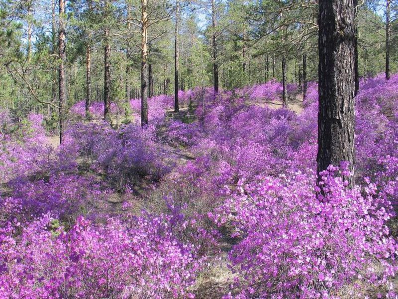 Rosemary liar yang mekar - keindahan Altai.