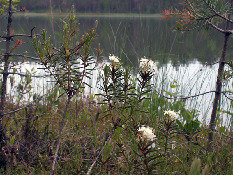 Pohon rosemary putih di tebing sungai.