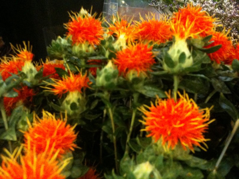 Safflower boleh mempunyai warna merah.