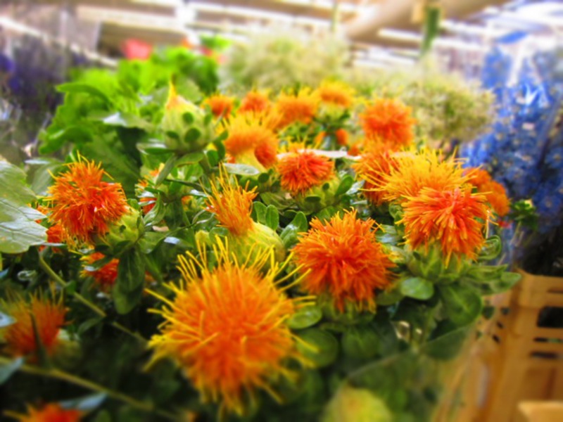 Mewarnai safflower dalam sejambak adalah penyelesaian yang bergaya.