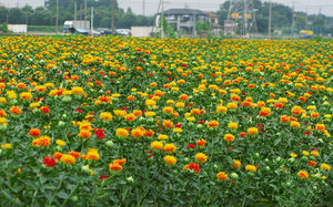 Menanam safflower di ladang - ladang dengan bunga.