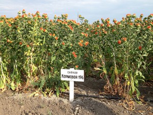 Pakan safflower ditanam pada skala industri.