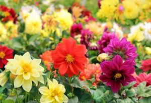 Dahlias adalah jenis tahunan