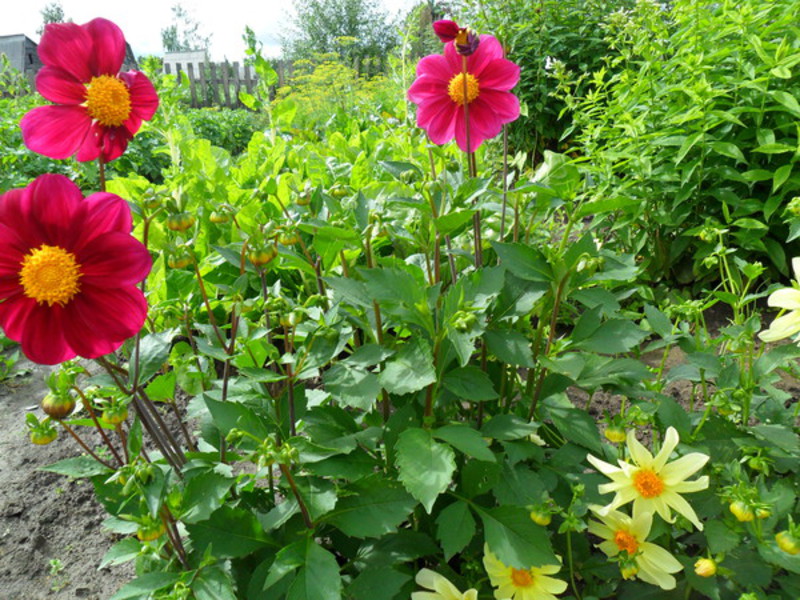 Dahlias adalah jenis tahunan