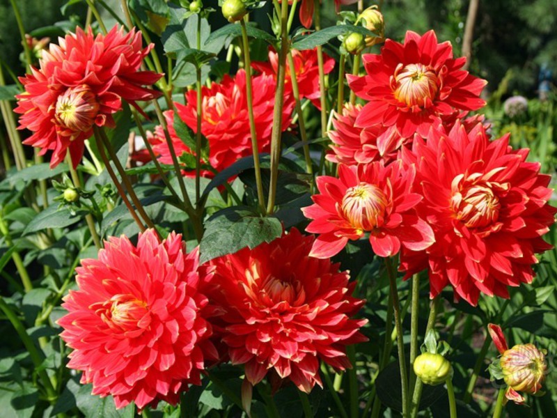 Dahlias yang mekar