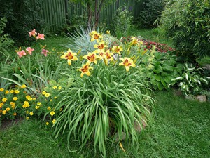 Pendaratan Daylily