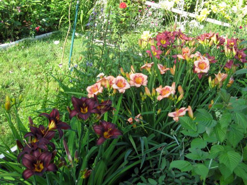 Daylilies dalam reka bentuk taman