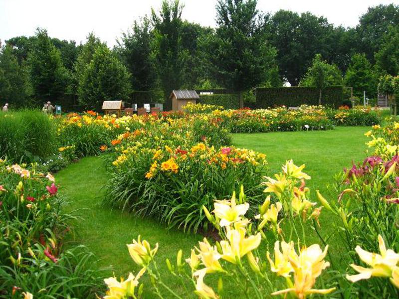 Daylilies dalam reka bentuk taman