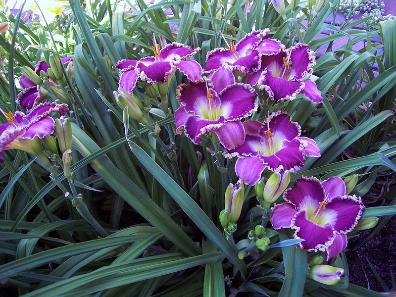 Cara menyebarkan daylilies