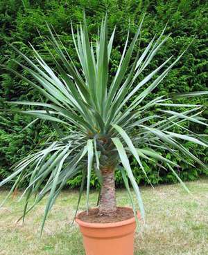 Dracaena Draco adalah foto bunga yang indah.