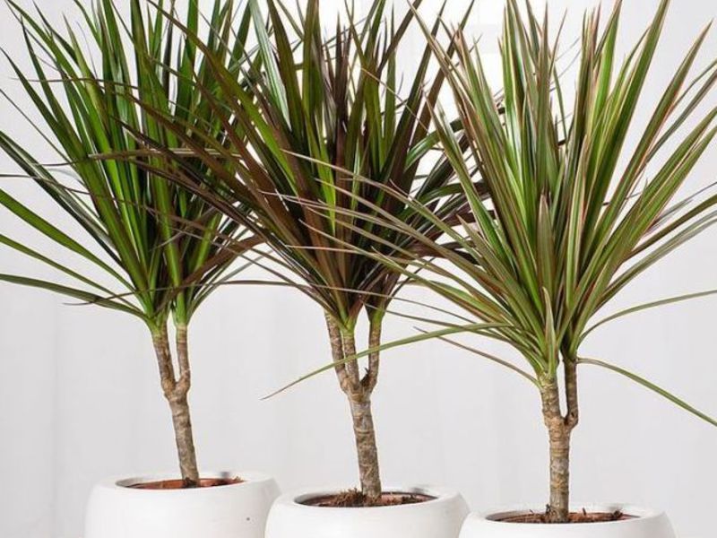 Penyebaran dracaena mungkin dilakukan dengan keratan dan biji.