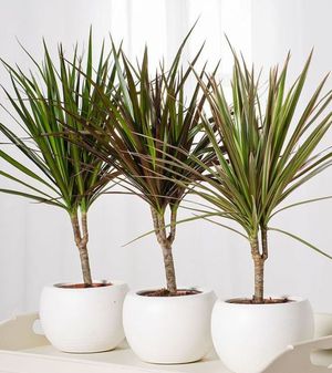 Penyebaran Dracaena dengan keratan adalah mudah dan senang.