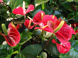 Anthurium dalam mekar - tanaman pasu