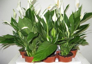 Spathiphyllum - penjagaan dan pembiakan di rumah