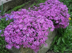 Suburkan phlox mekar dengan bunga yang sangat terang.