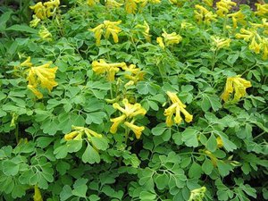 Corydalis berwarna kuning mekar dengan bunga kecil.