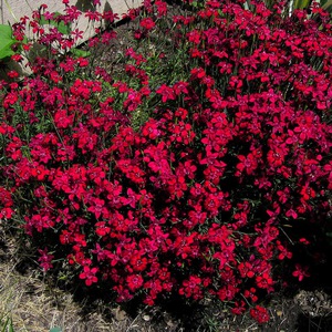 Anyaman herba - bunga merah terang.