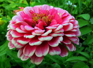 Pembiakan zinnia