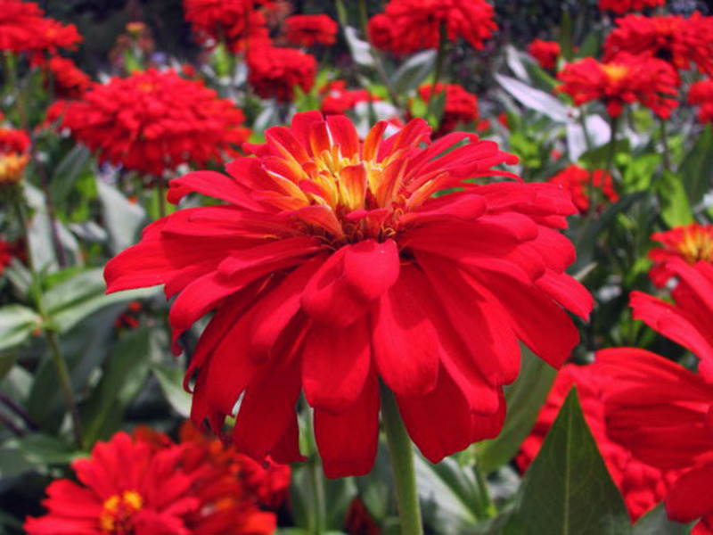 Bunga Zinnia